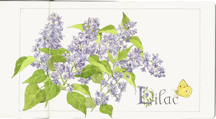 Lilacs