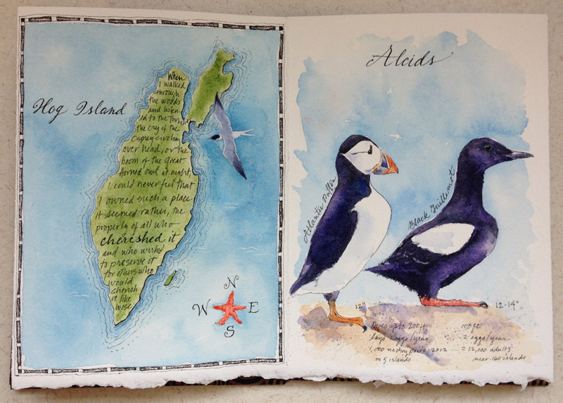 Hog Island Map/Alcids