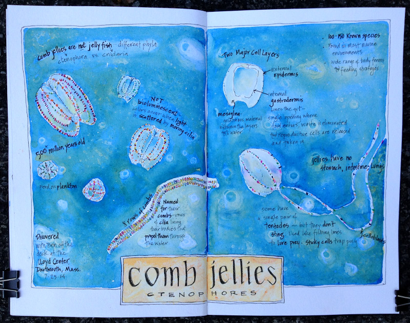 Comb Jellies