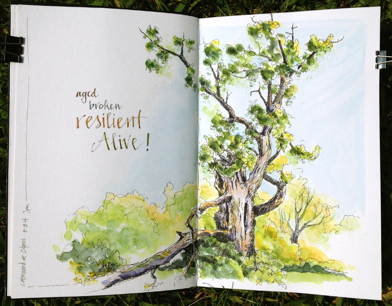 Cottonwood-Resilient