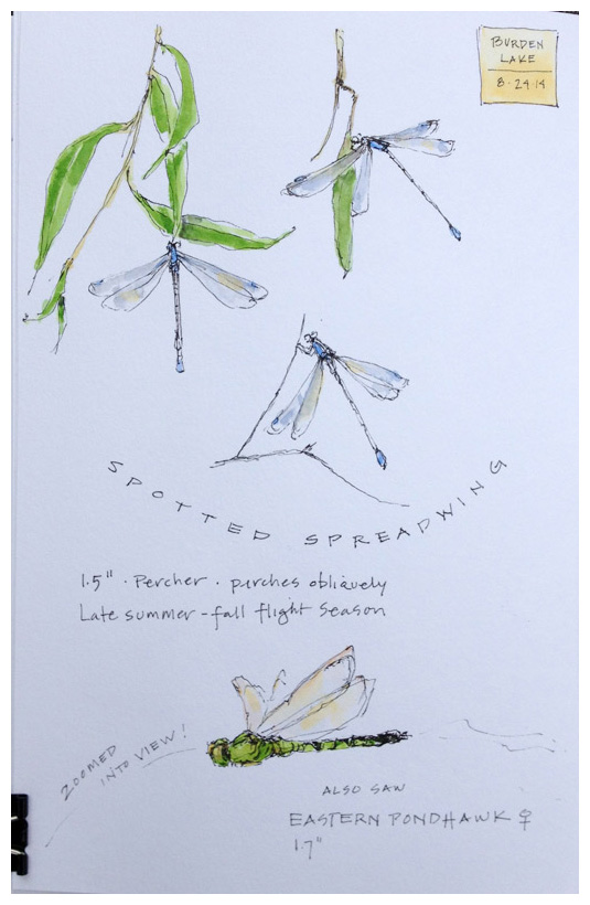 Spreadwing Dragonfly