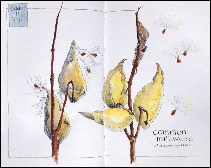 Milkweed journal