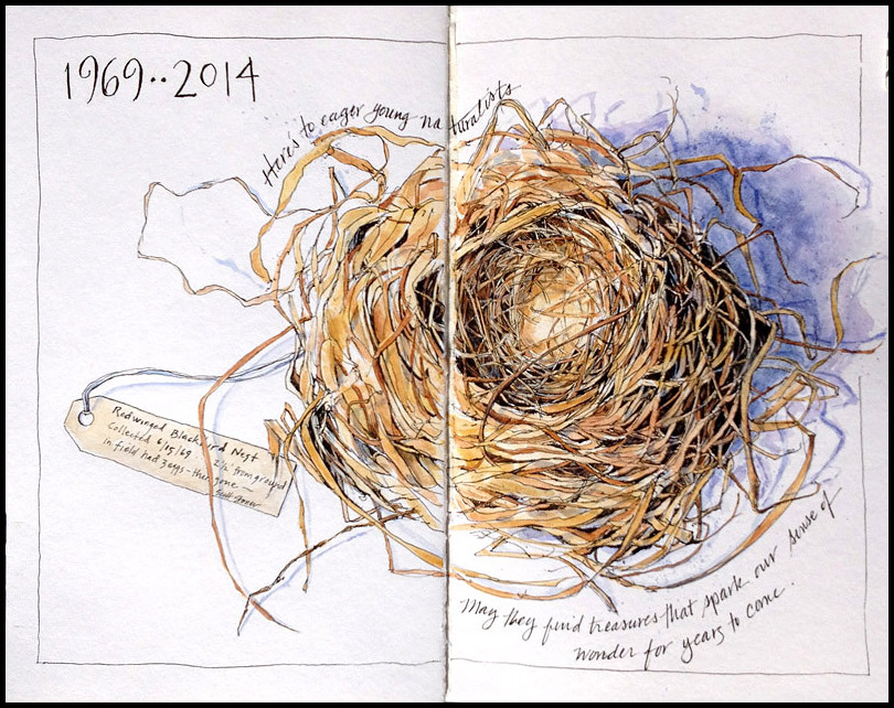 Red-winged Blackbird nest