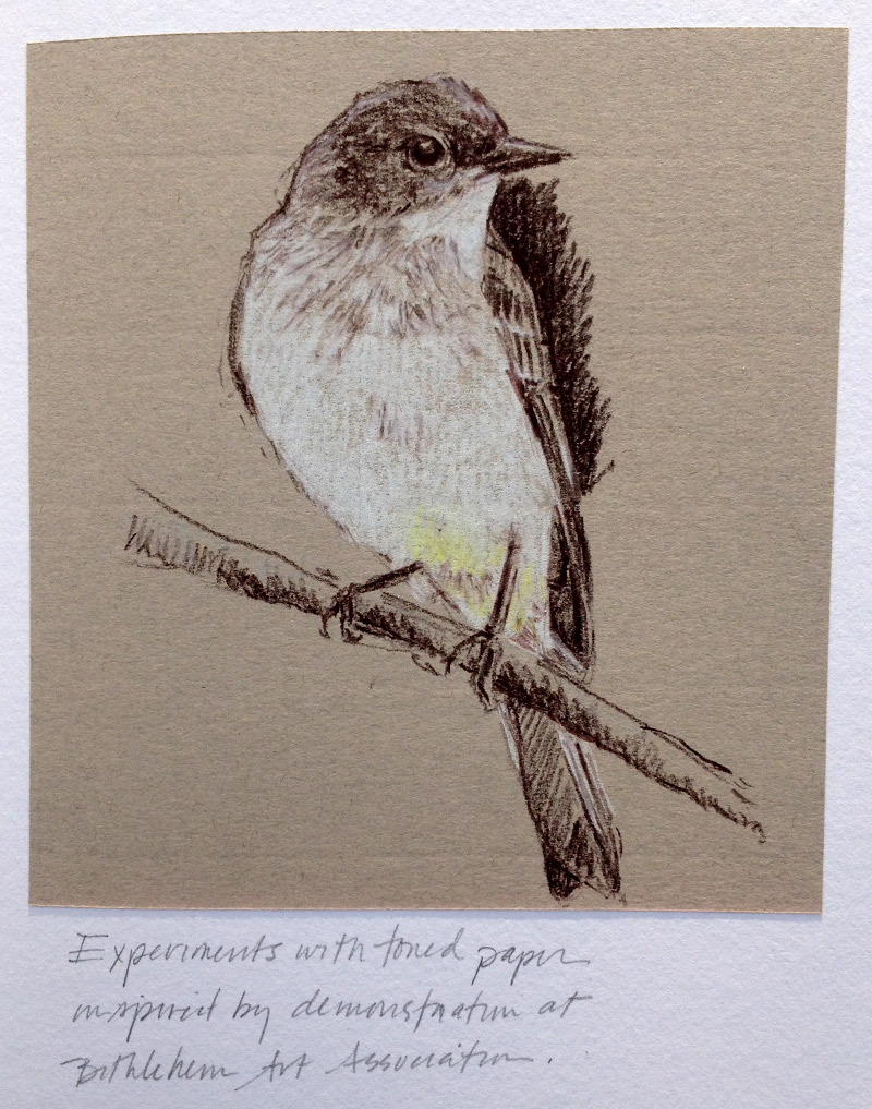 Eastern phoebe, toned paper