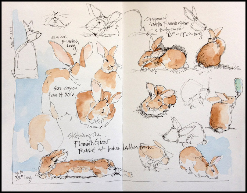 Indian Ladder rabbit