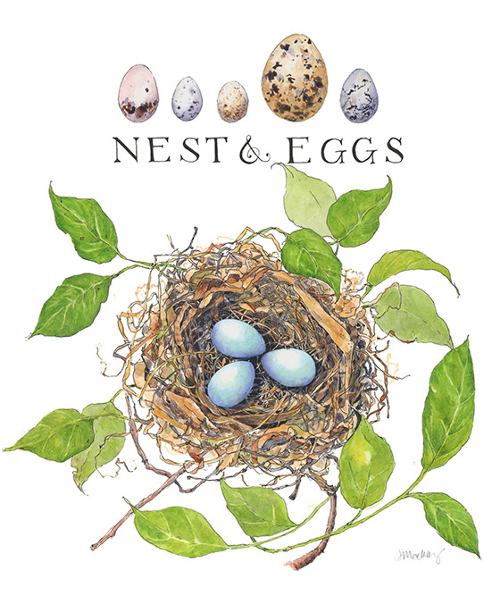 Nest & Eggs