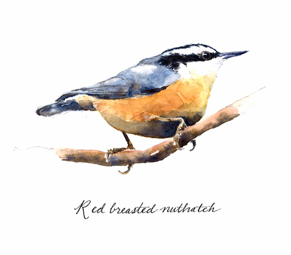 Red breasted nuthatch