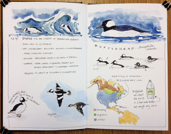 Westport-bufflehead_010415