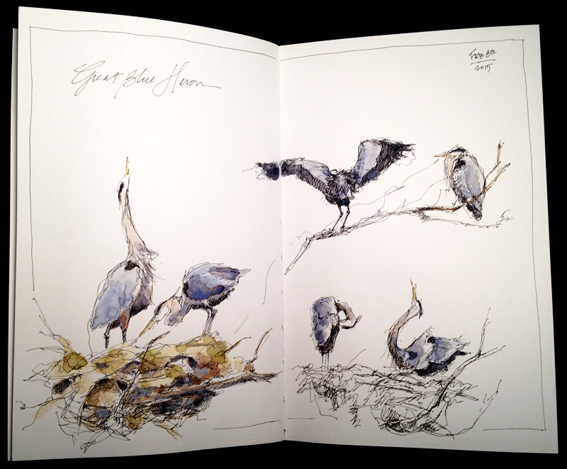 Great Blue Heron- gesture sketches