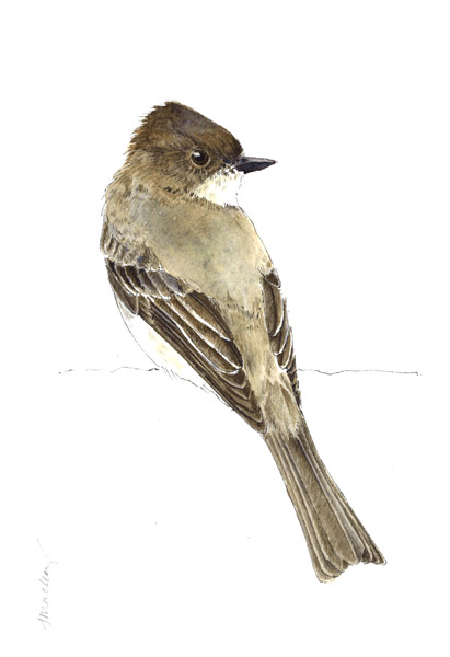 Eastern Phoebe