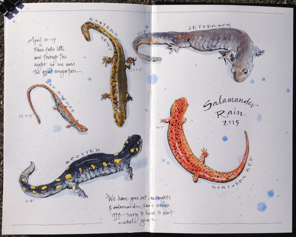 Salamanders 2015