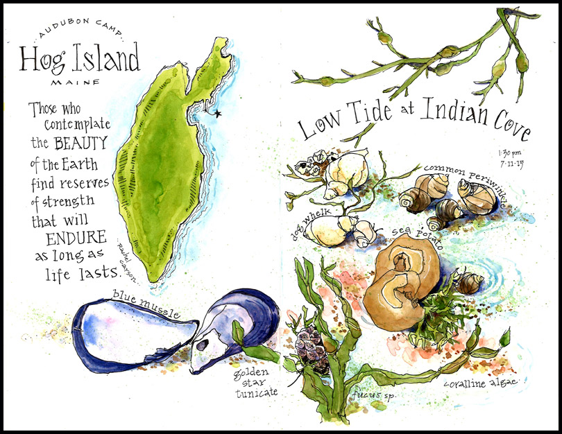 2015 Low Tide, Hog Island, Maine