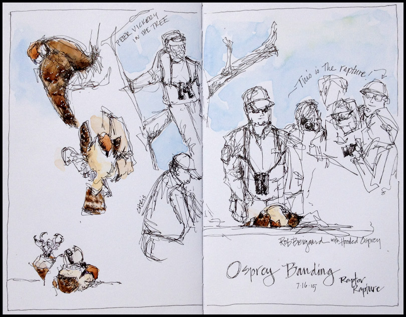 HogIs_OspreyBanding_2015