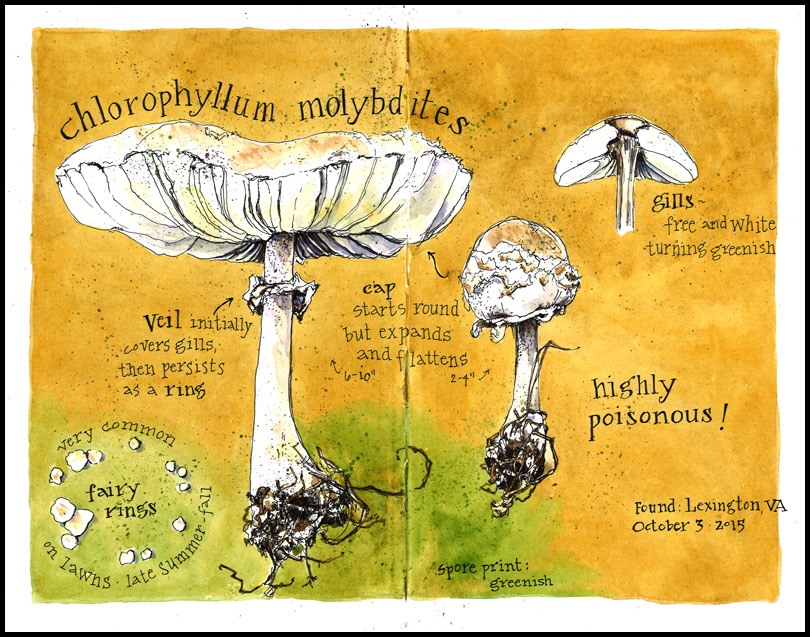 Chlorophyllum_mushroom