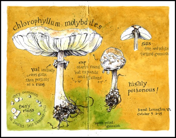 Chlorophyllum_mushroom