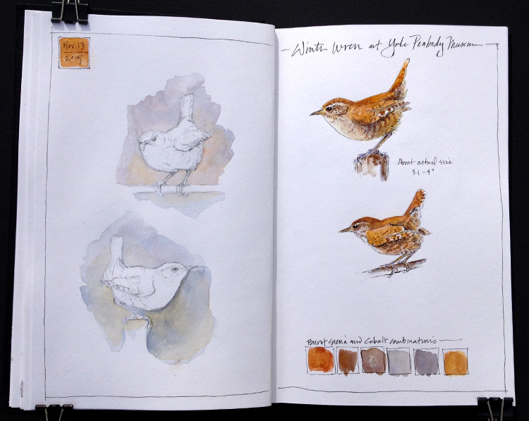 Winter Wren_Journal