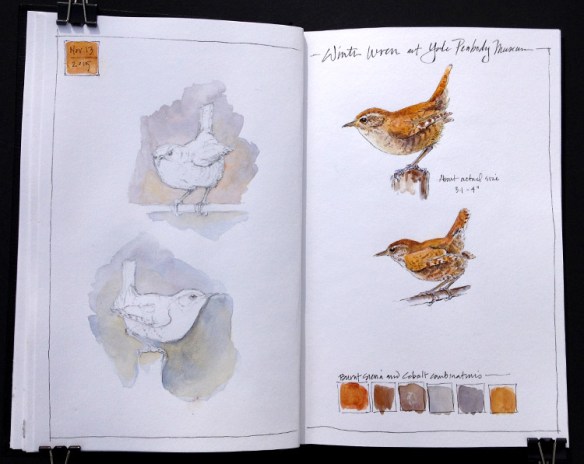 Winter Wren_Journal