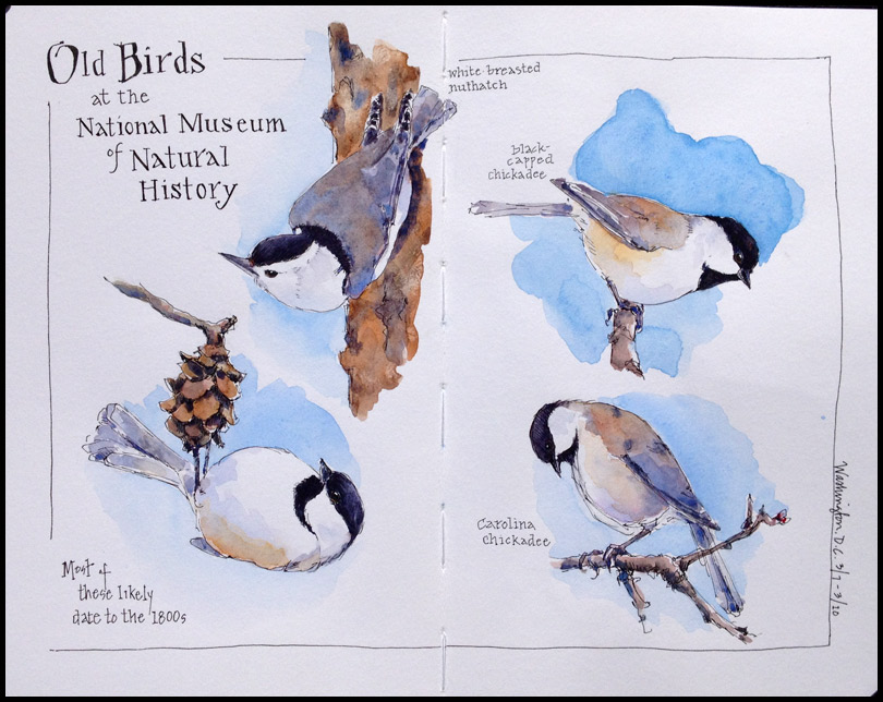 DC_Chickadees-Nuthatch