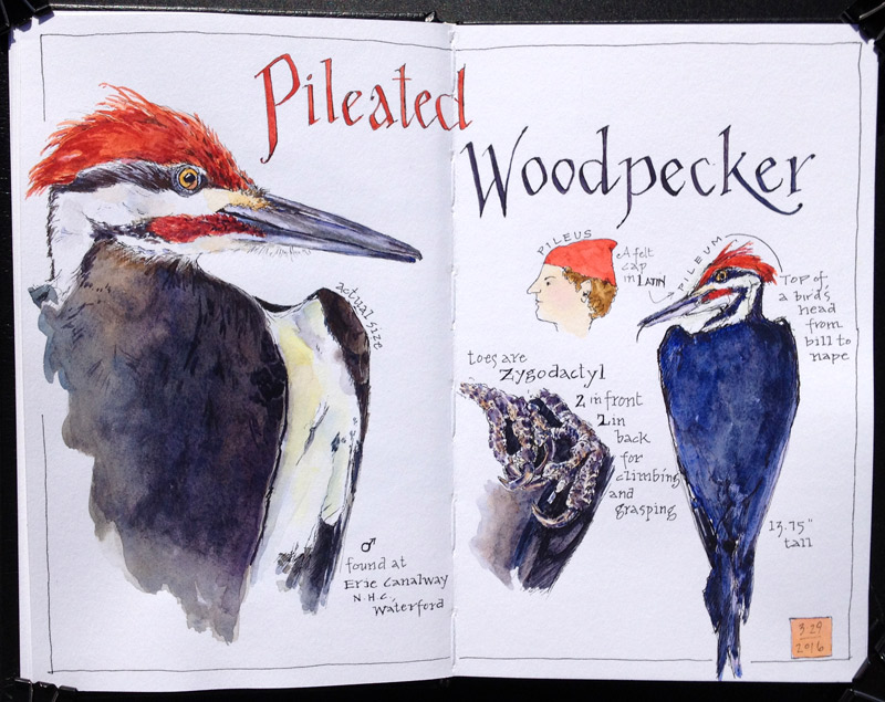 Pileated Woodpecker