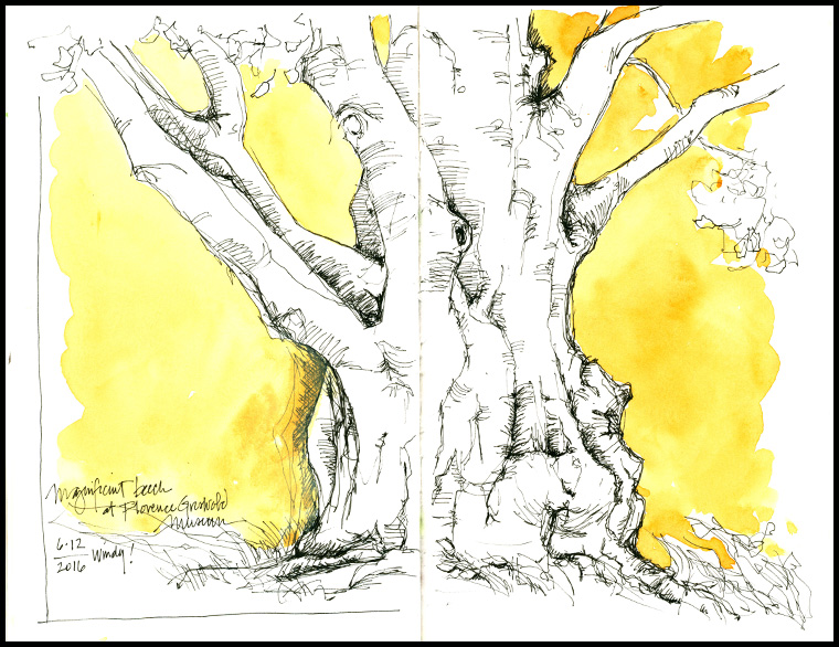 European Beech, Micron 02 pen in Stillman and Birn beta sketchbook.