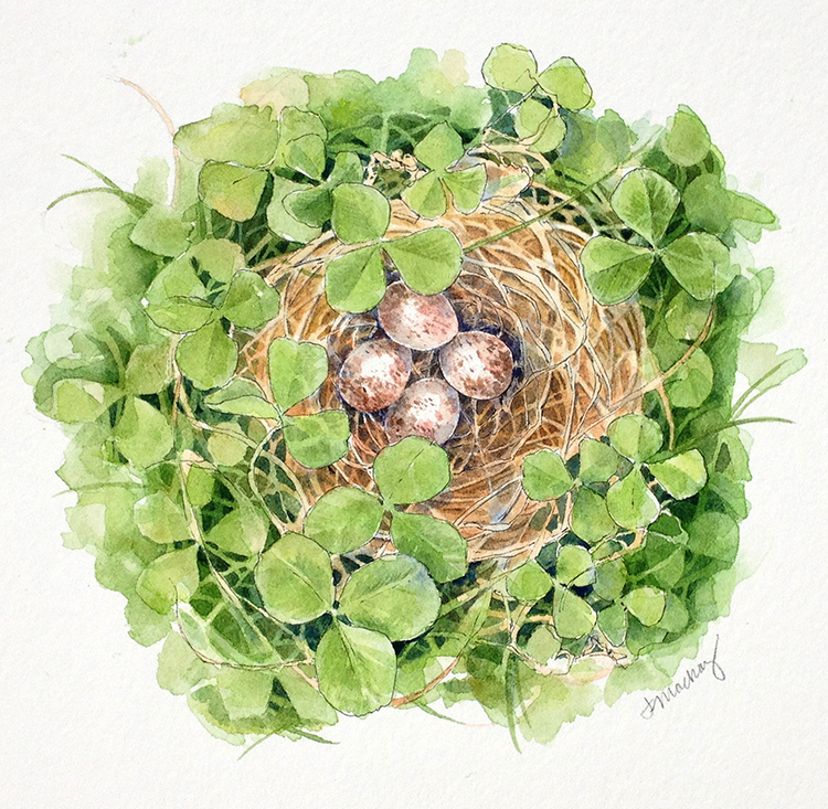 Song Sparrow Nest, 8x8”, watercolor, 2016