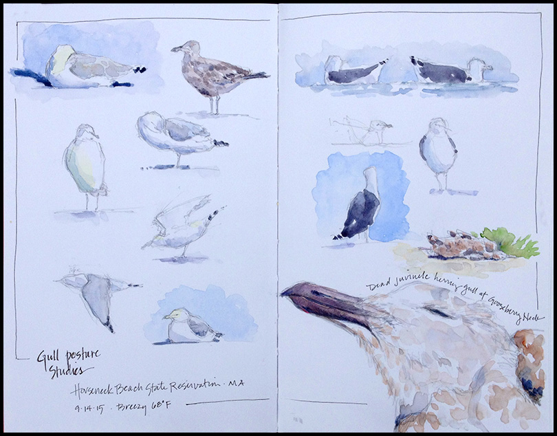 White on White- White birds on white paper can be a challenge. I’ve added a bit of sky and skim of shadow to give shape to these gulls.