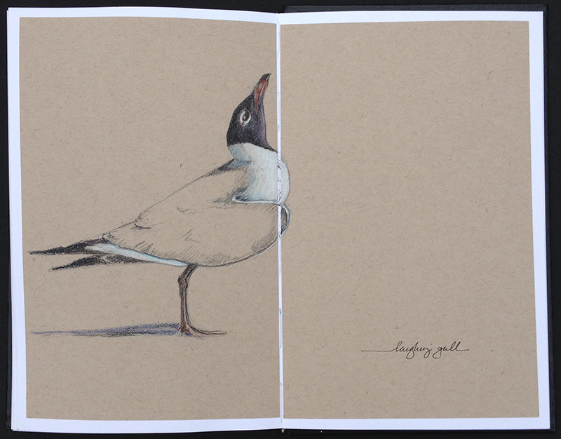 White on toned paper- I did this more careful drawing with pencil, colored pencils on Strathmore 80lb toned tan paper glued into my sketchbook. Toned paper is really great for white subjects like gulls.