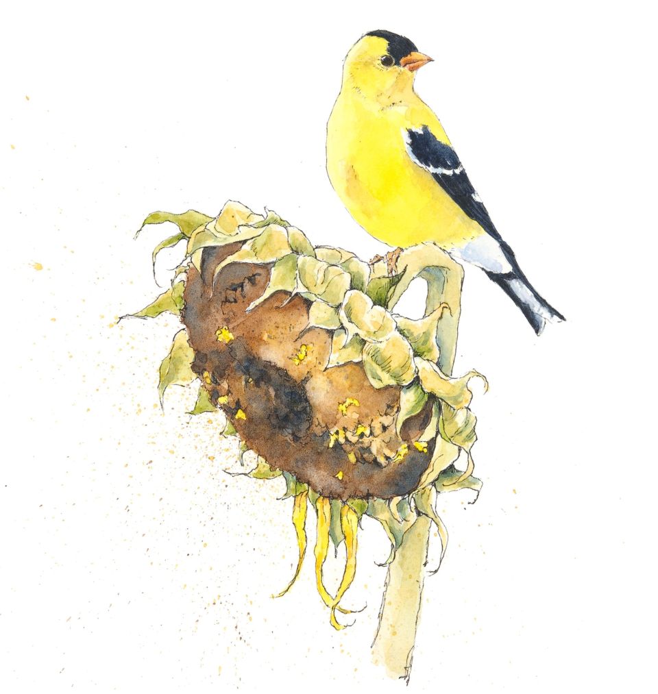 goldfinch-fnl_900px