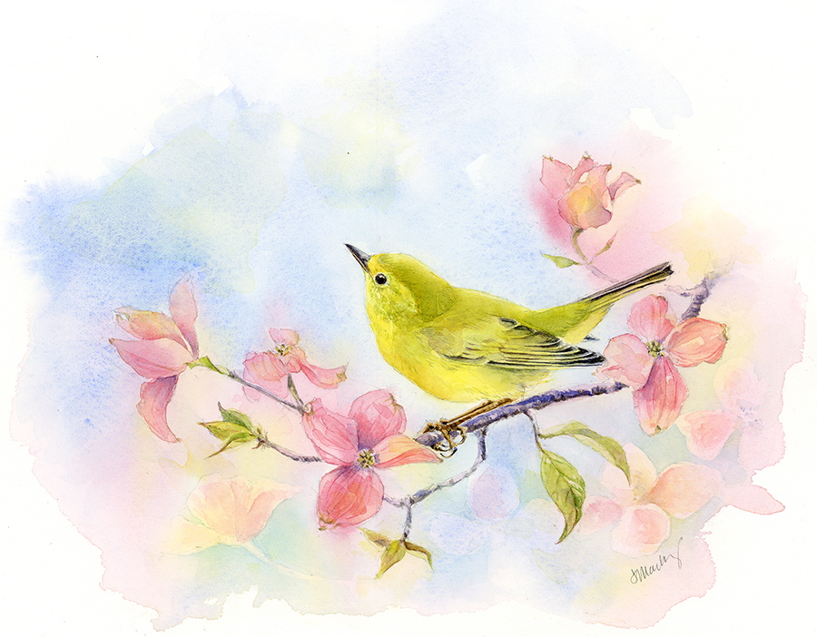 Yellow Warbler (female), watercolor on Fabriano soft press 140lb paper, 6”x8”