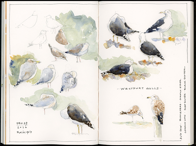 click to view larger; watercolor in Stillman & Birn Zeta sketchbook