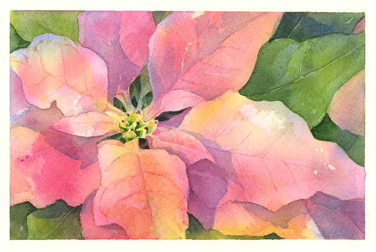 poinsettia