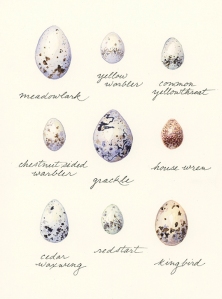 eggs-variety2_700px