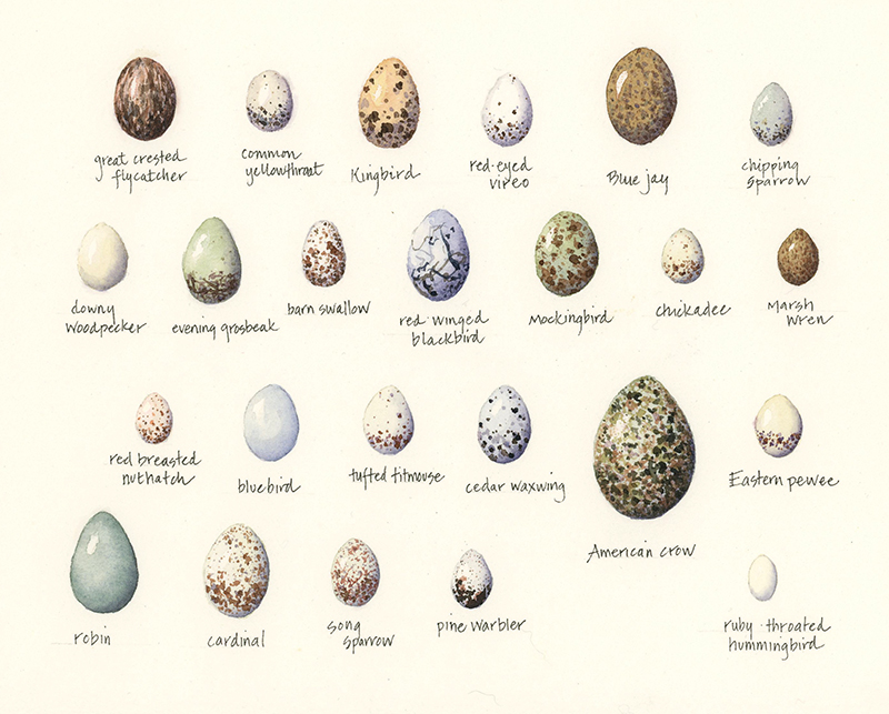 Eggs- variety