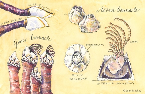 Barnacles! | Drawn In