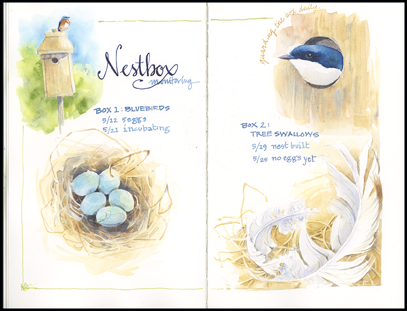 nestbox2019